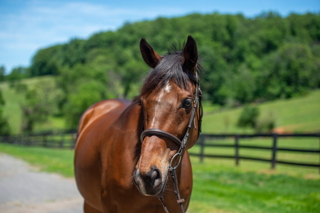 SBE_Izzy_May_salehorse__2026-1