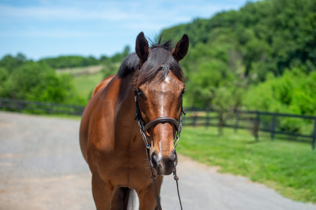 SBE_Izzy_May_salehorse__2026-3