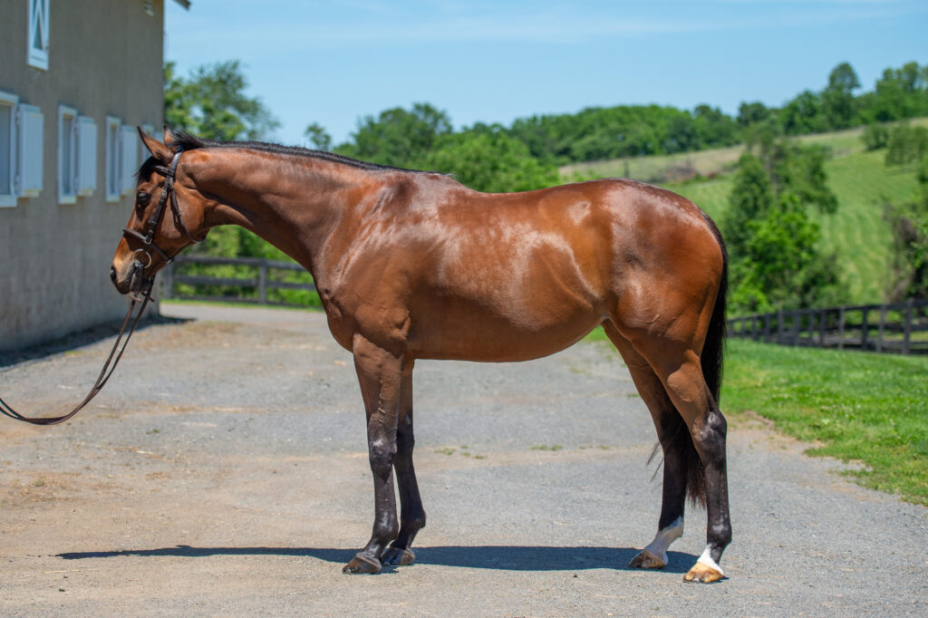 SBE_Izzy_May_salehorse__2026-5