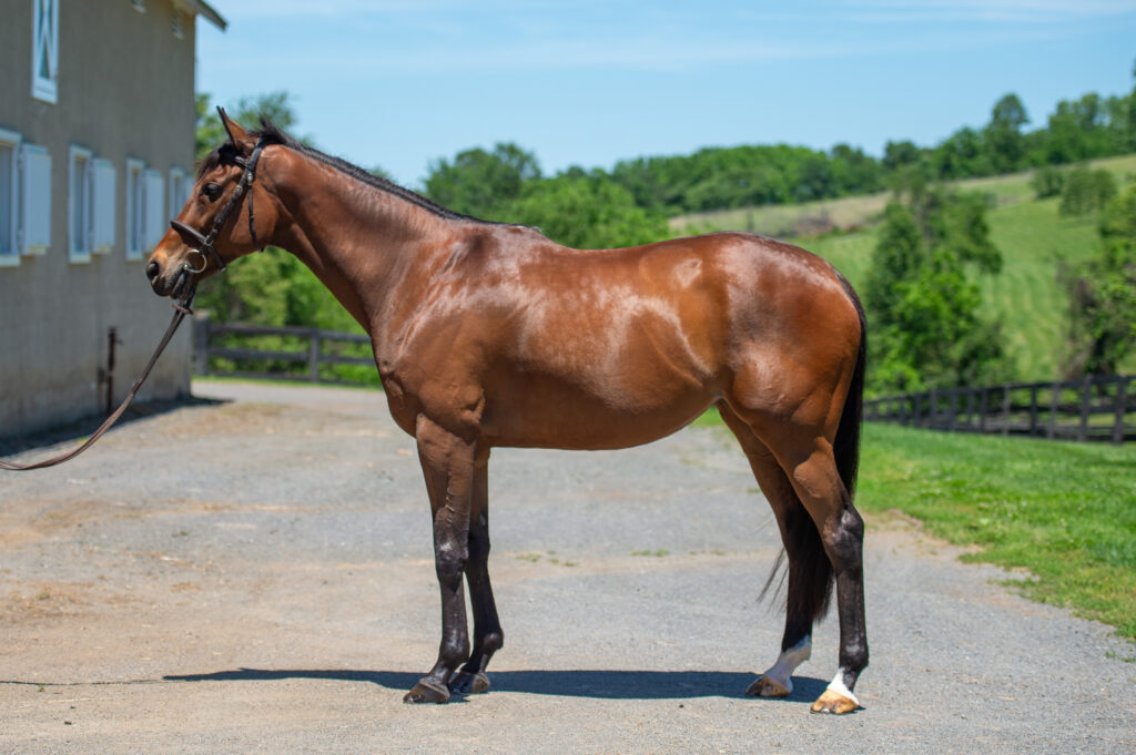 SBE_Izzy_May_salehorse__2026-6