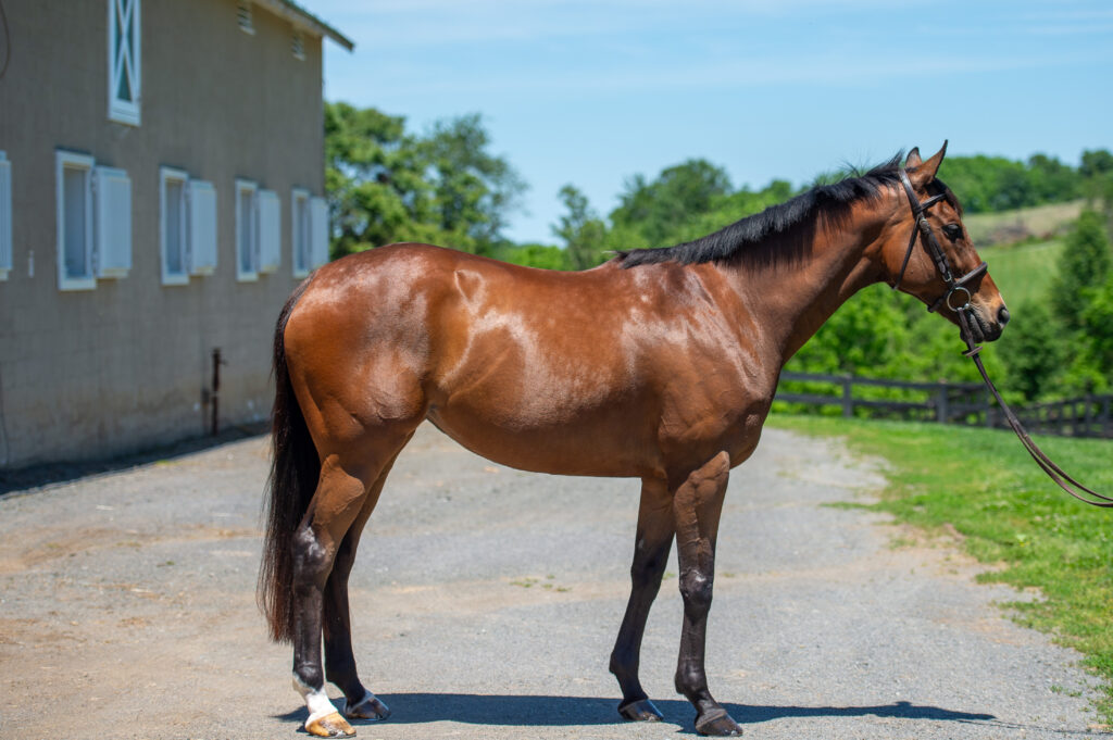 SBE_Izzy_May_salehorse__2026-7